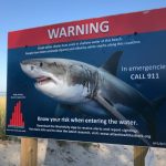 Shark-Attack-How-to-Live-to-Swim-Another-Day