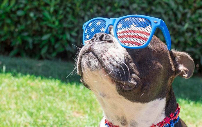 How to Help Pets Handle Celebrations This 4th