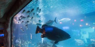 COVID Forces Aquarium to Drastic Measures