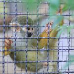 No Monkeying Around for Vaccine Testing