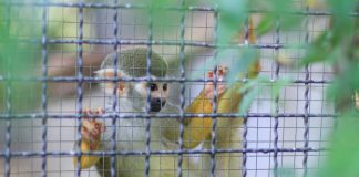 No Monkeying Around for Vaccine Testing