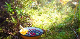 Foraging in the Fall