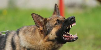 Training Your Dog to Protect Your Property
