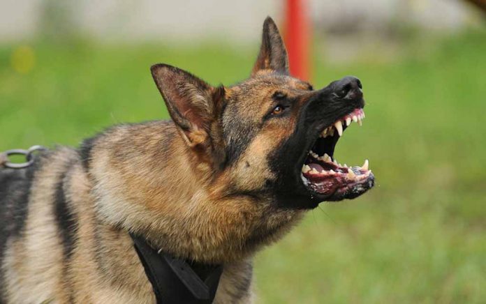 Training Your Dog to Protect Your Property