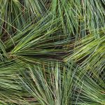 Pine Needle Cough Syrup