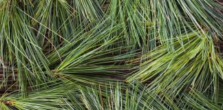 Pine Needle Cough Syrup