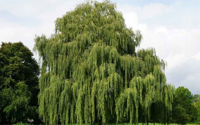 Did-You-Know-This-is-a-Survival-Tree Did You Know This is a Survival Tree?