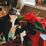 Holidays Can Be Harmful to Your Pets