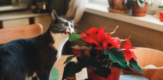 Holidays Can Be Harmful to Your Pets