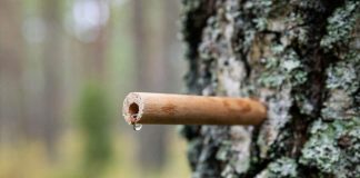 Safe Drinking Water — Tap a Tree