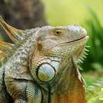 Which Reptiles Are Safe to Eat?