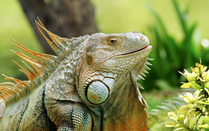 Which Reptiles Are Safe to Eat?
