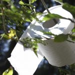 Growing Your Own Toilet Paper