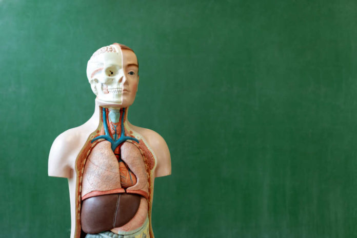 Artificial,Human,Body,Model.,Biology,Class.,Anatomy,Teaching,Aid.,Education