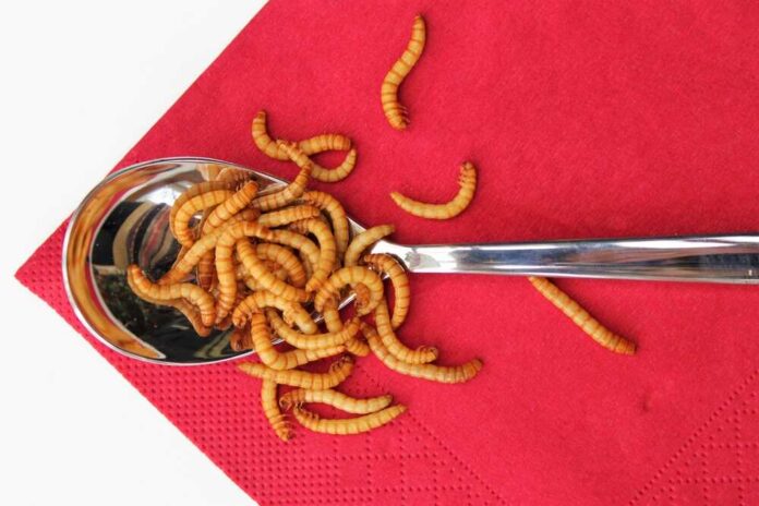 Spoon,Full,Of,Meal,Worms,On,A,Red,Napkin/eating,Worms,